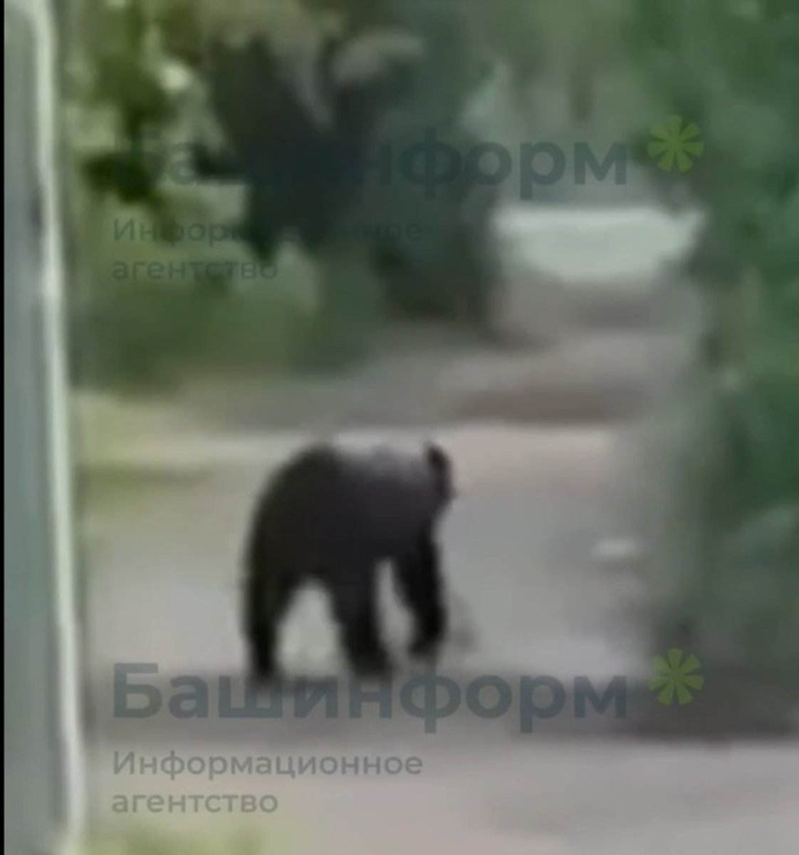 The Gorilla is Spinning