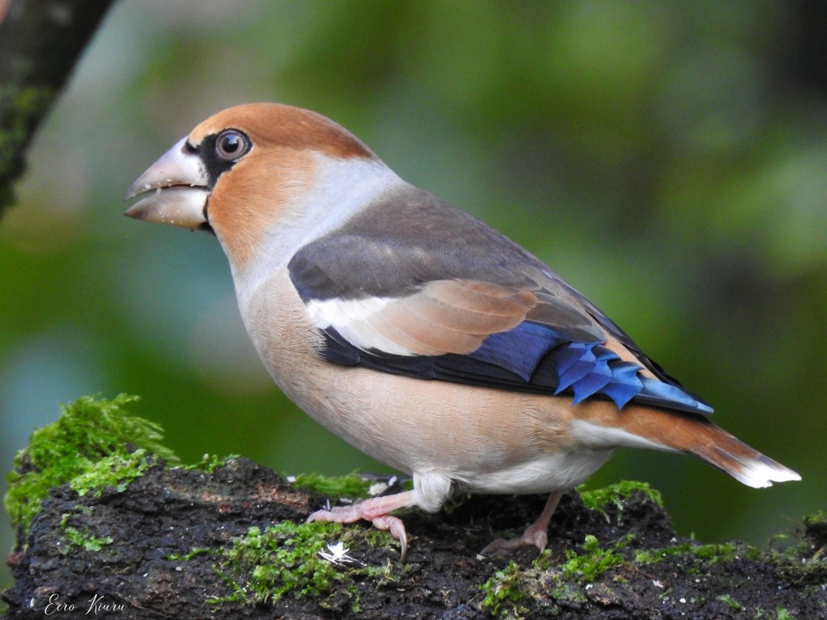Дубонос coccothraustes coccothraustes