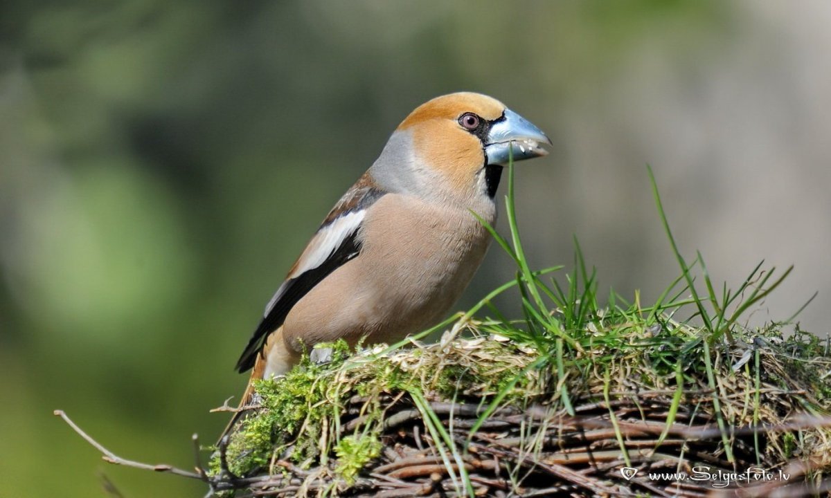 Птенец дубоноса