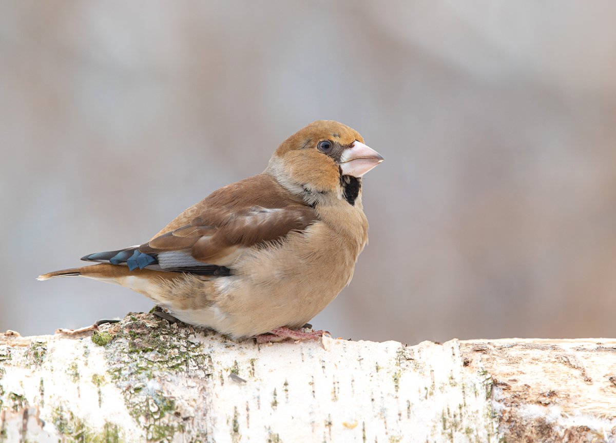 Слеток дубоноса, coccothraustes coccothraustes