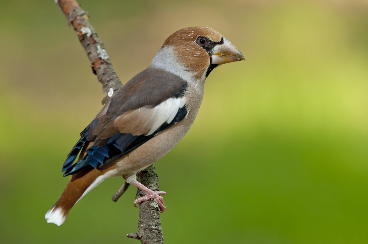 Дубонос coccothraustes coccothraustes