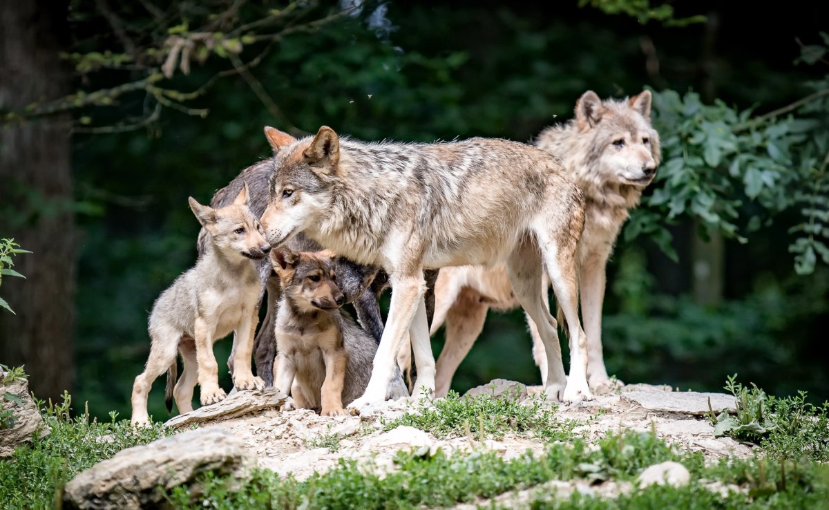 Волк семейство