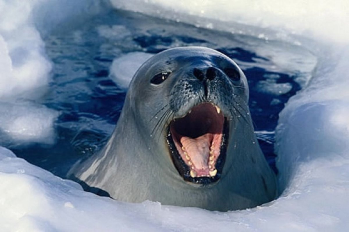 Арктический тюлень