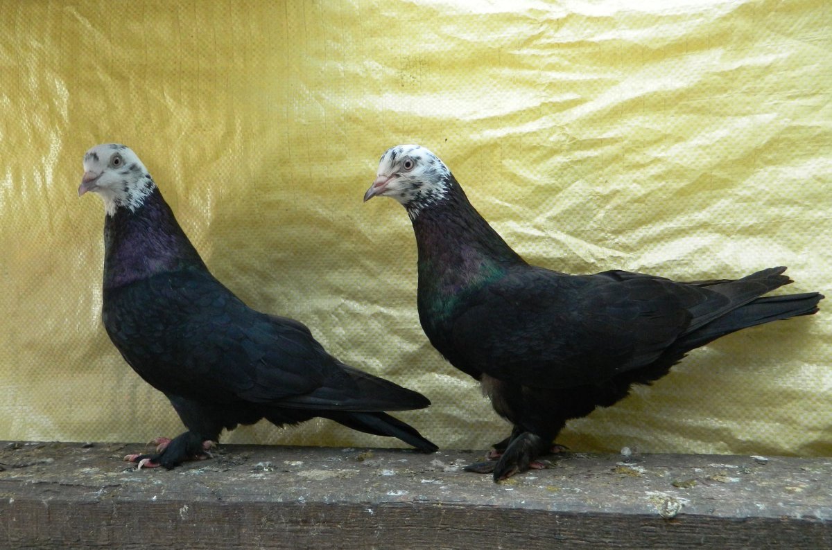 Армянские голуби