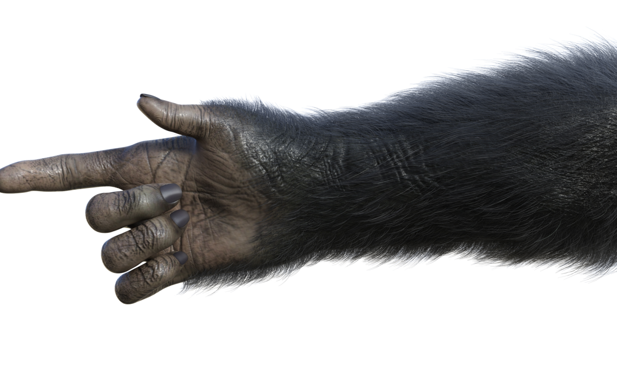 Лапа шимпанзе