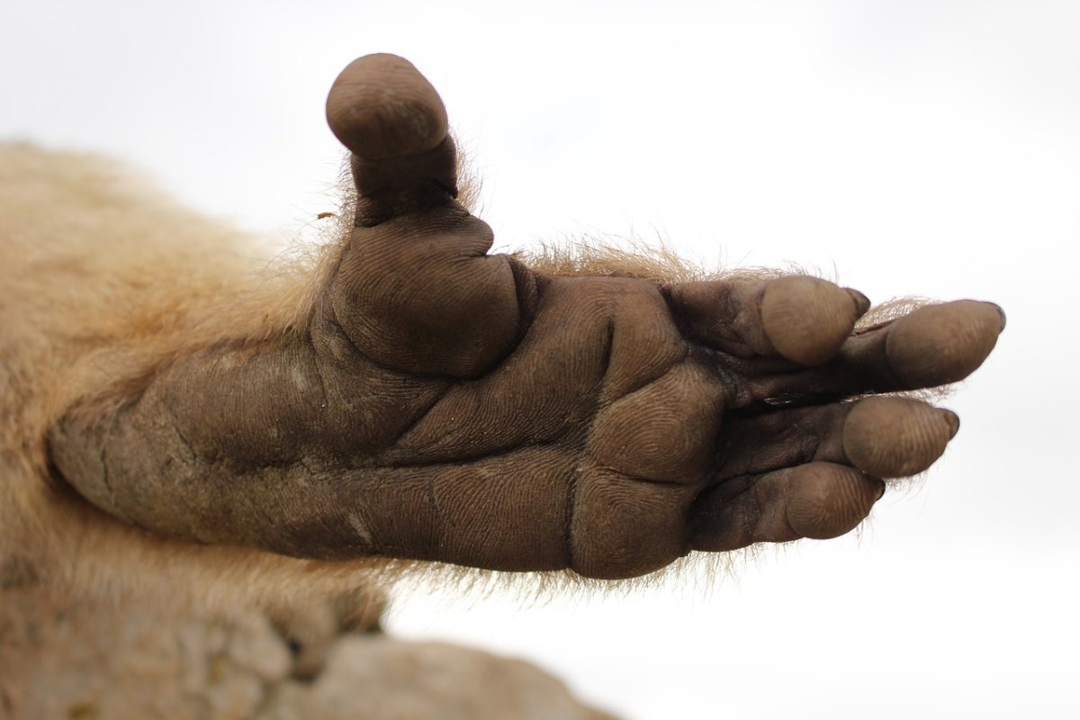 Лапа шимпанзе