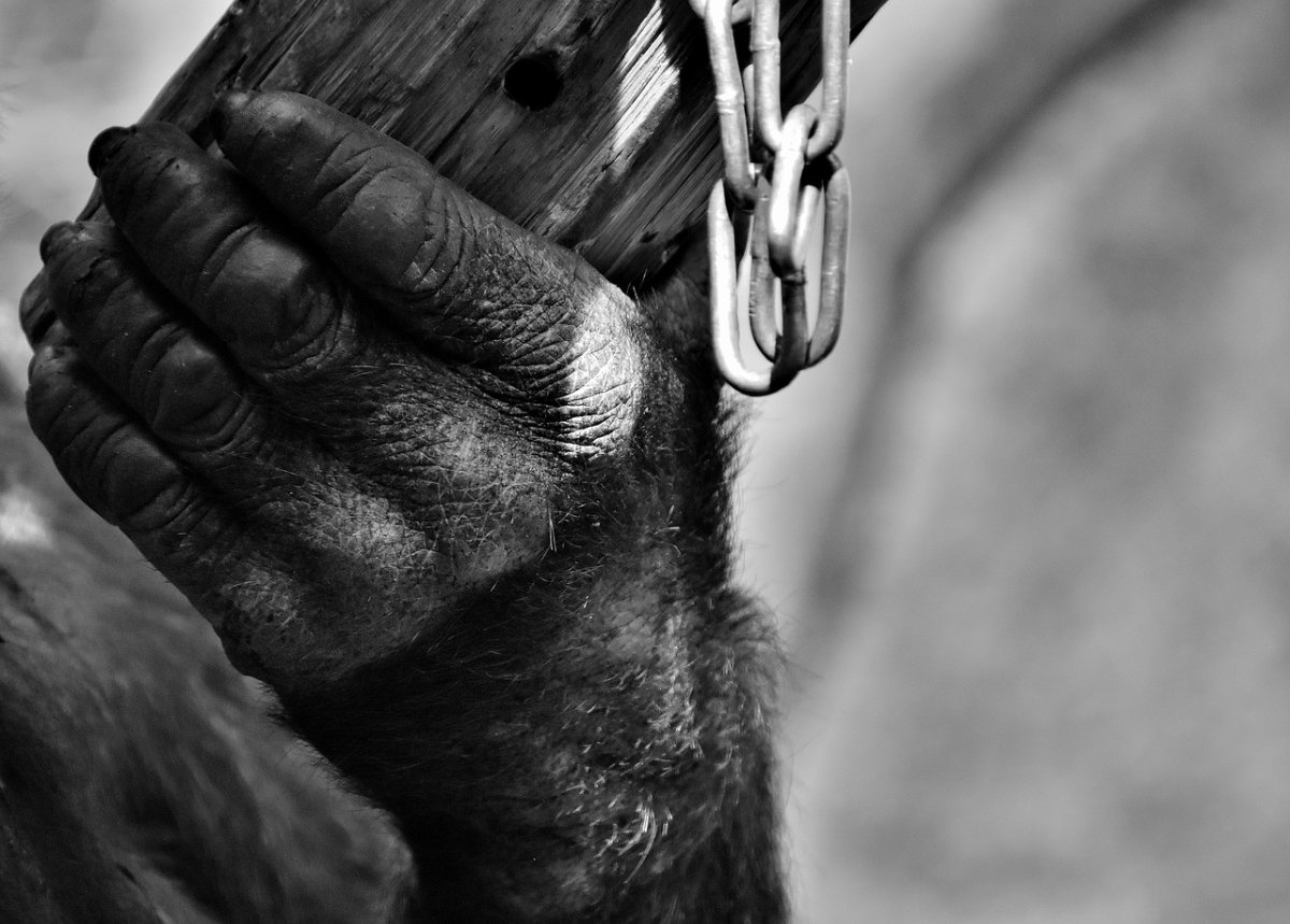 Рука обезьяны