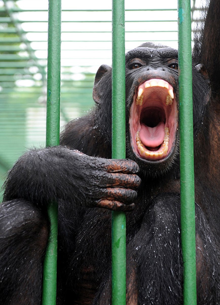 Шимпанзе за решеткой