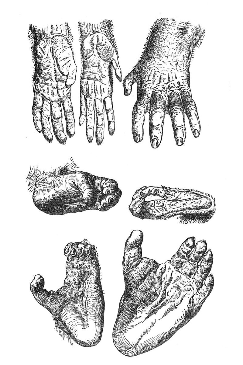 Лапы приматов