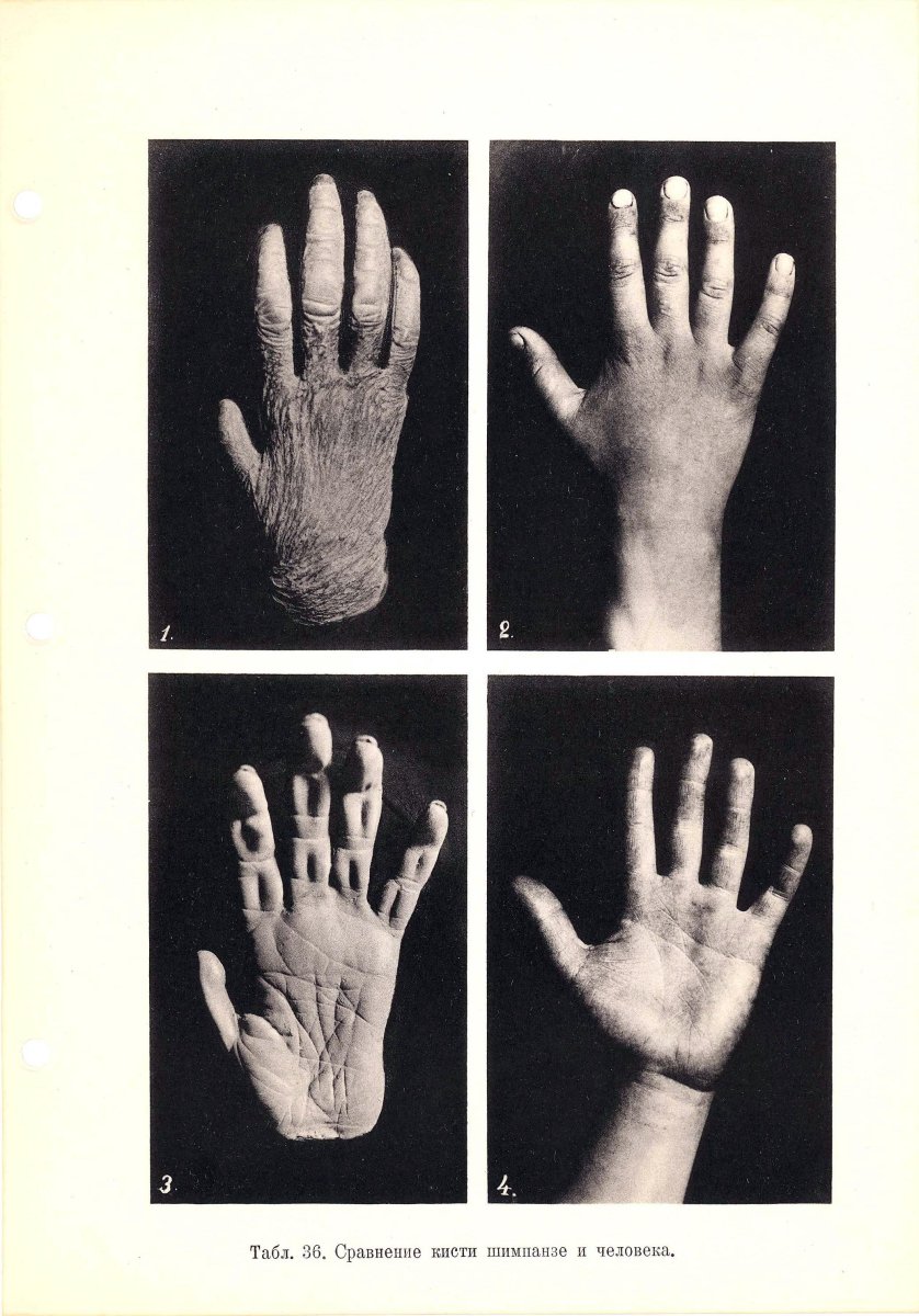 Кисть руки человека и обезьяны