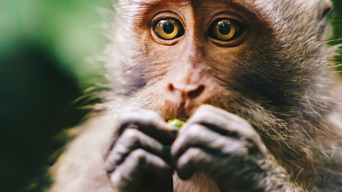 Крутые обезьяны на рабочий стол