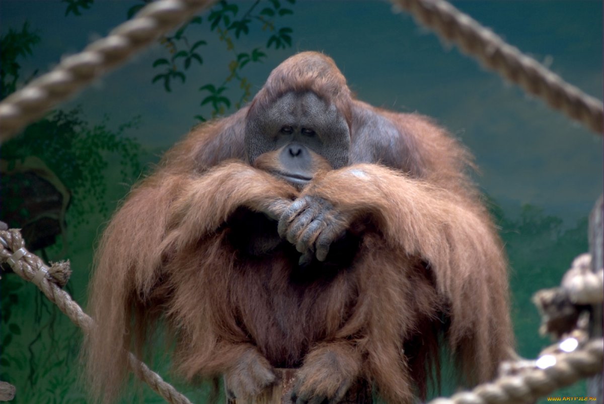 Обезьяна грустит