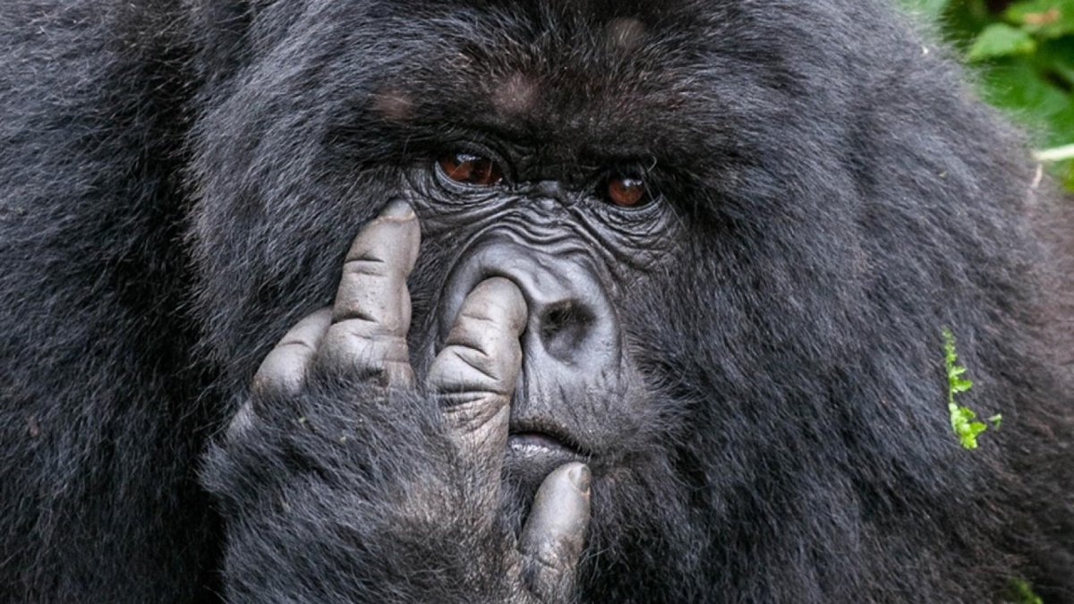 Горилла ковыряется в носу