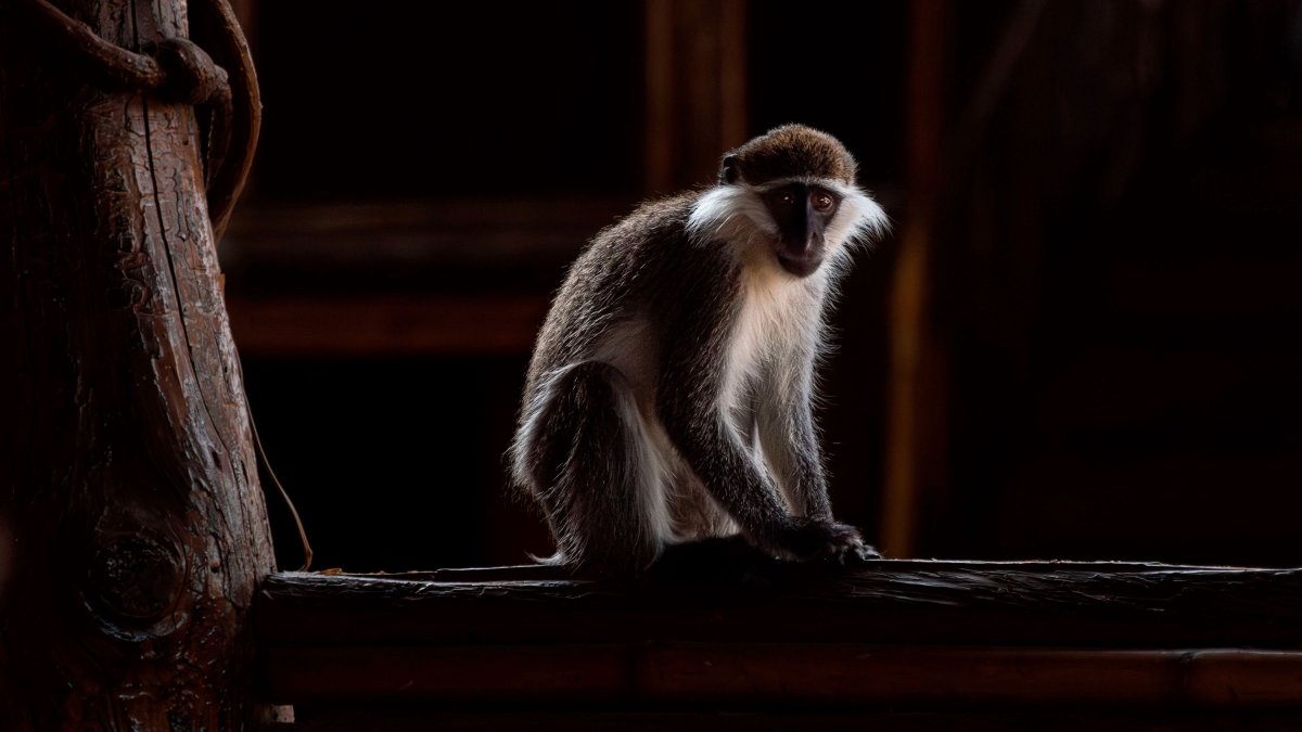 Фото обезьяны