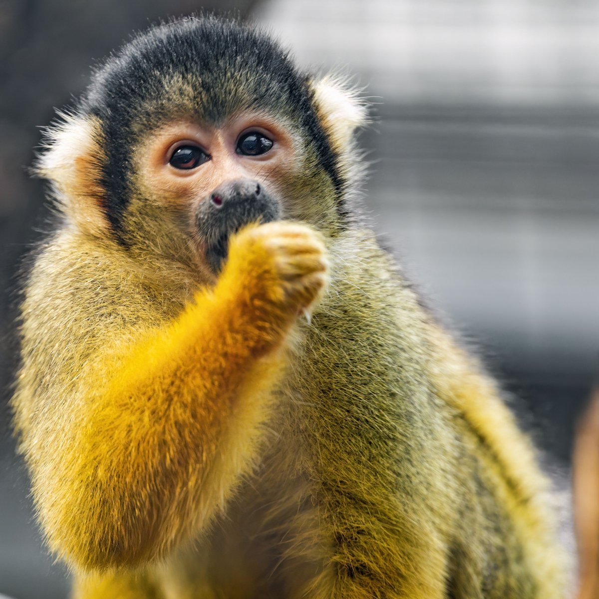 Саймири детеныш