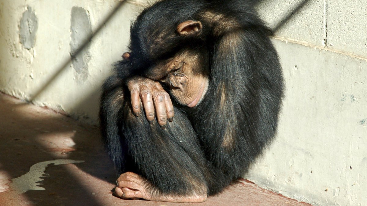 Грустная обезьяна