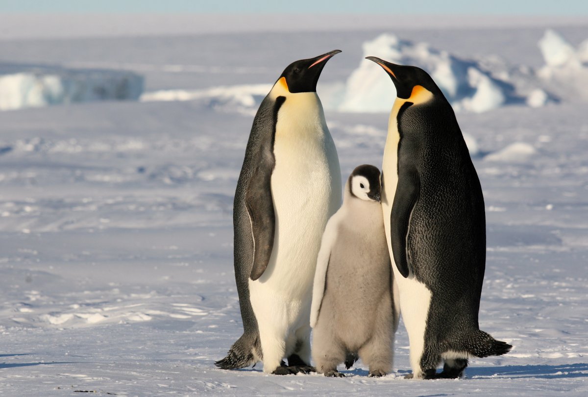 Самые верные животные на планете пингвины