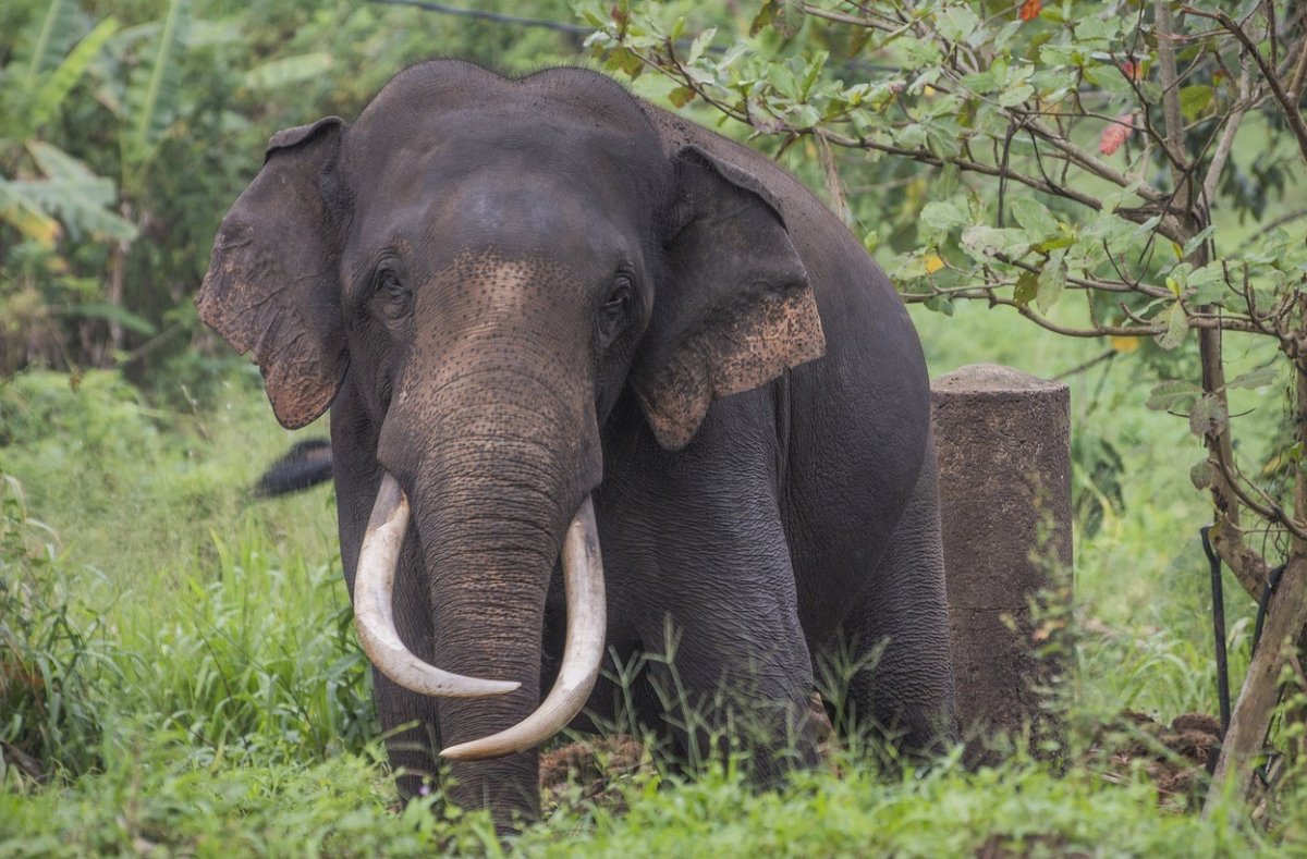 Борнейский слон