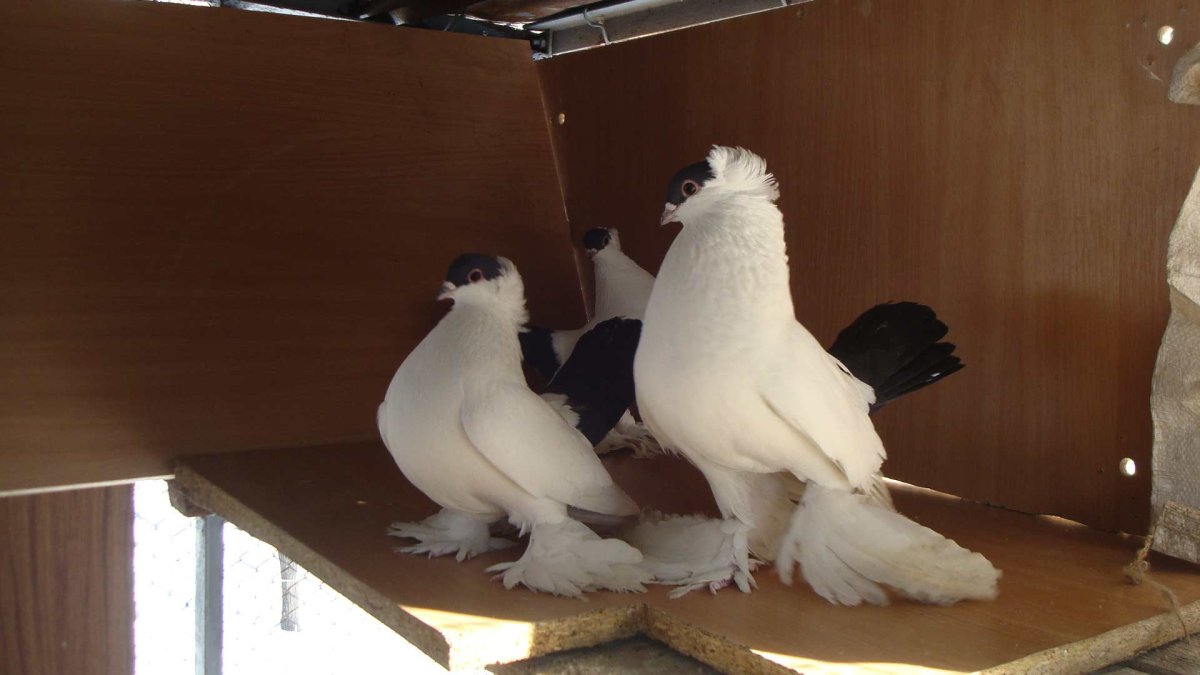 Голубь монах Турман