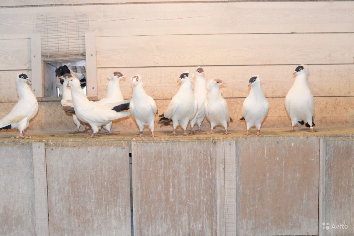 Голуби Тульские монахи