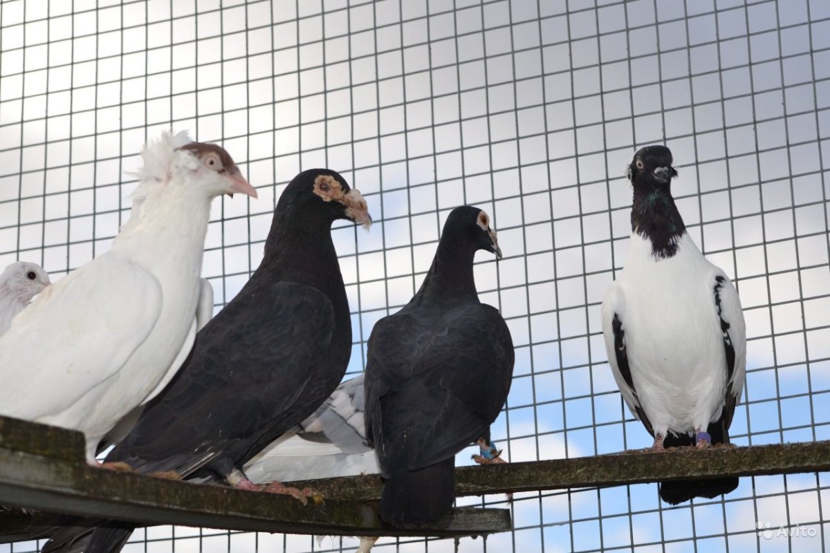 Порода голубей Московский монах