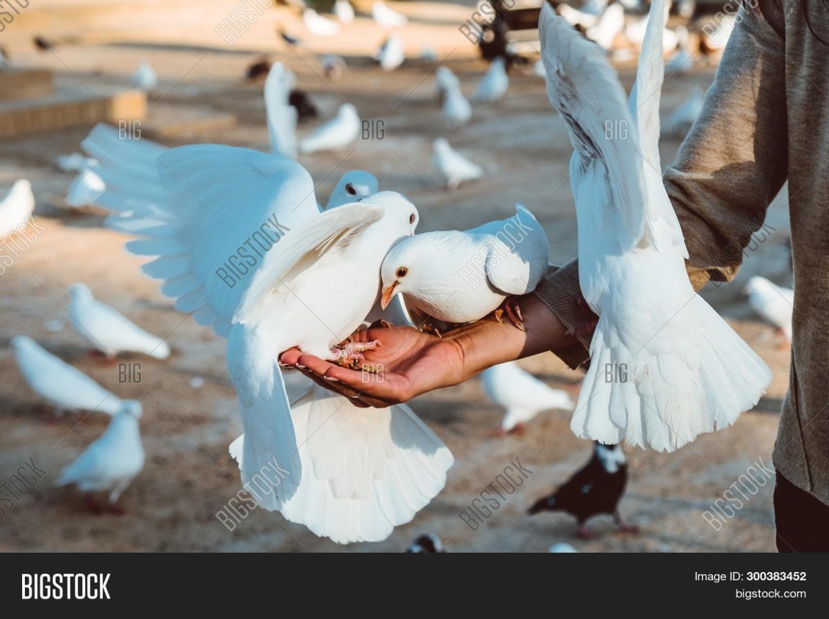 Белый голубь в руках