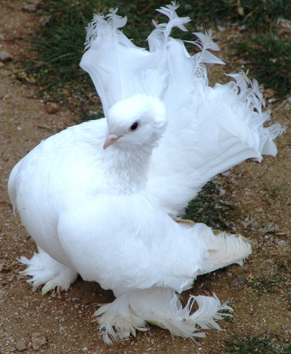 Голуби статные белые