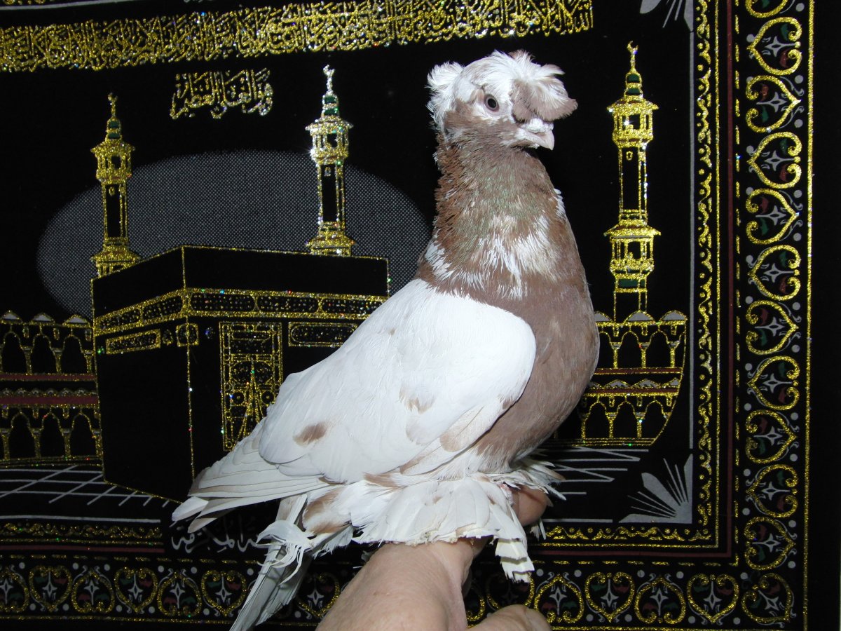 Московский монах голубь