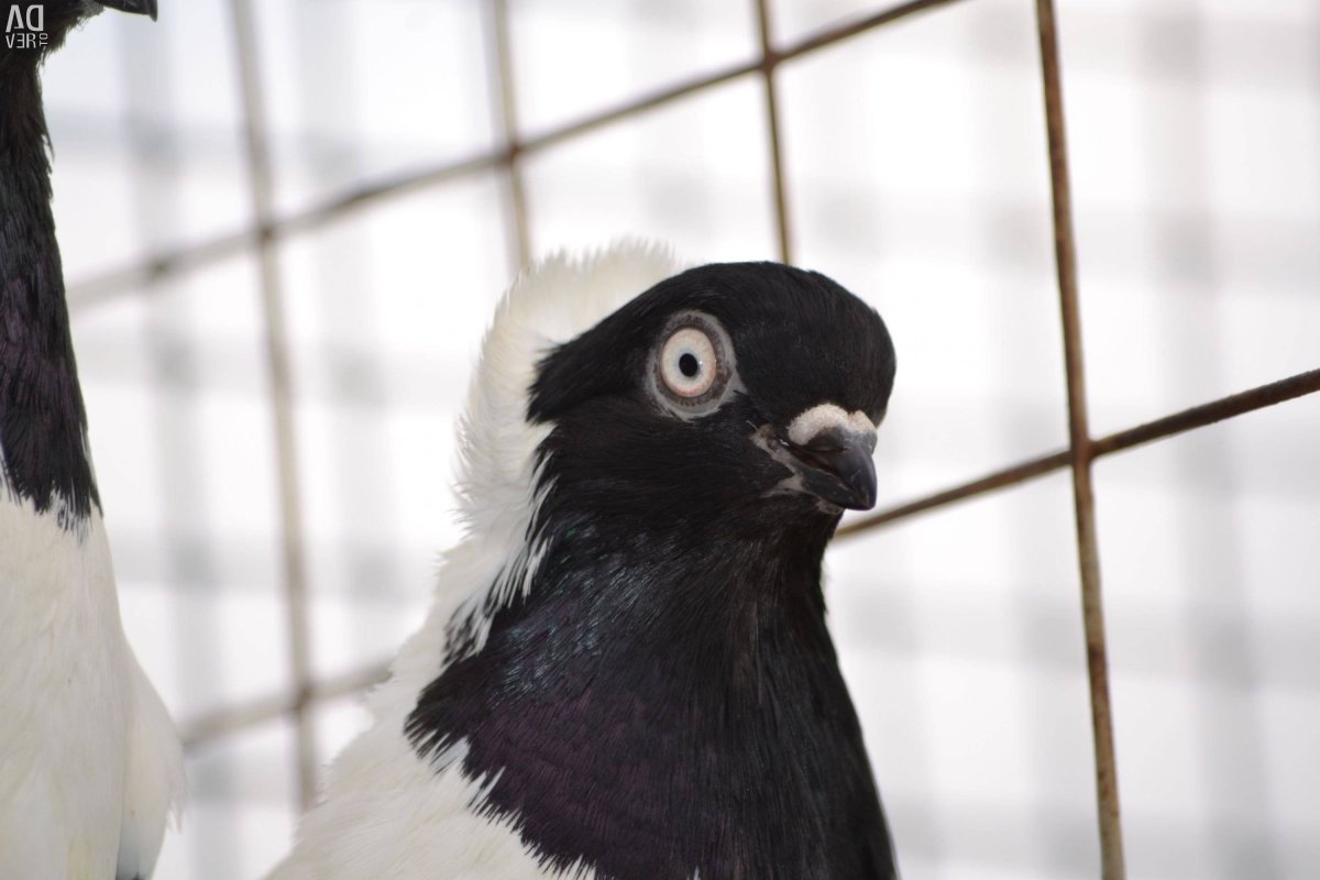 Голубь монах Турман