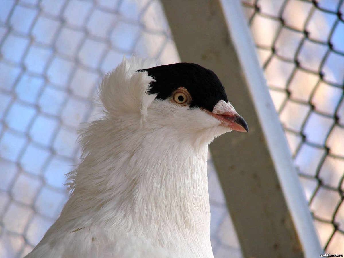 Московский монах голубь