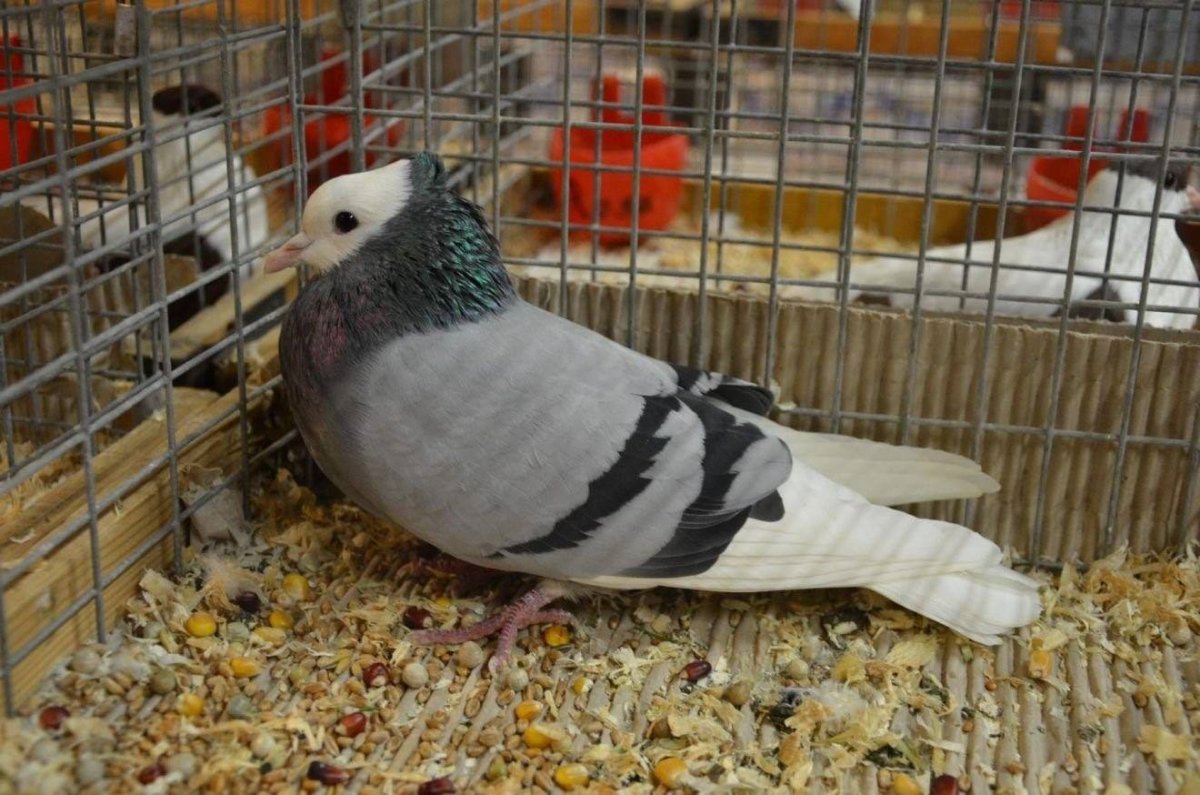 Пищевое Голубеводство