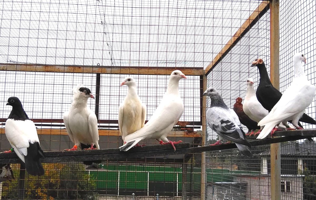 Голубь монах Турман