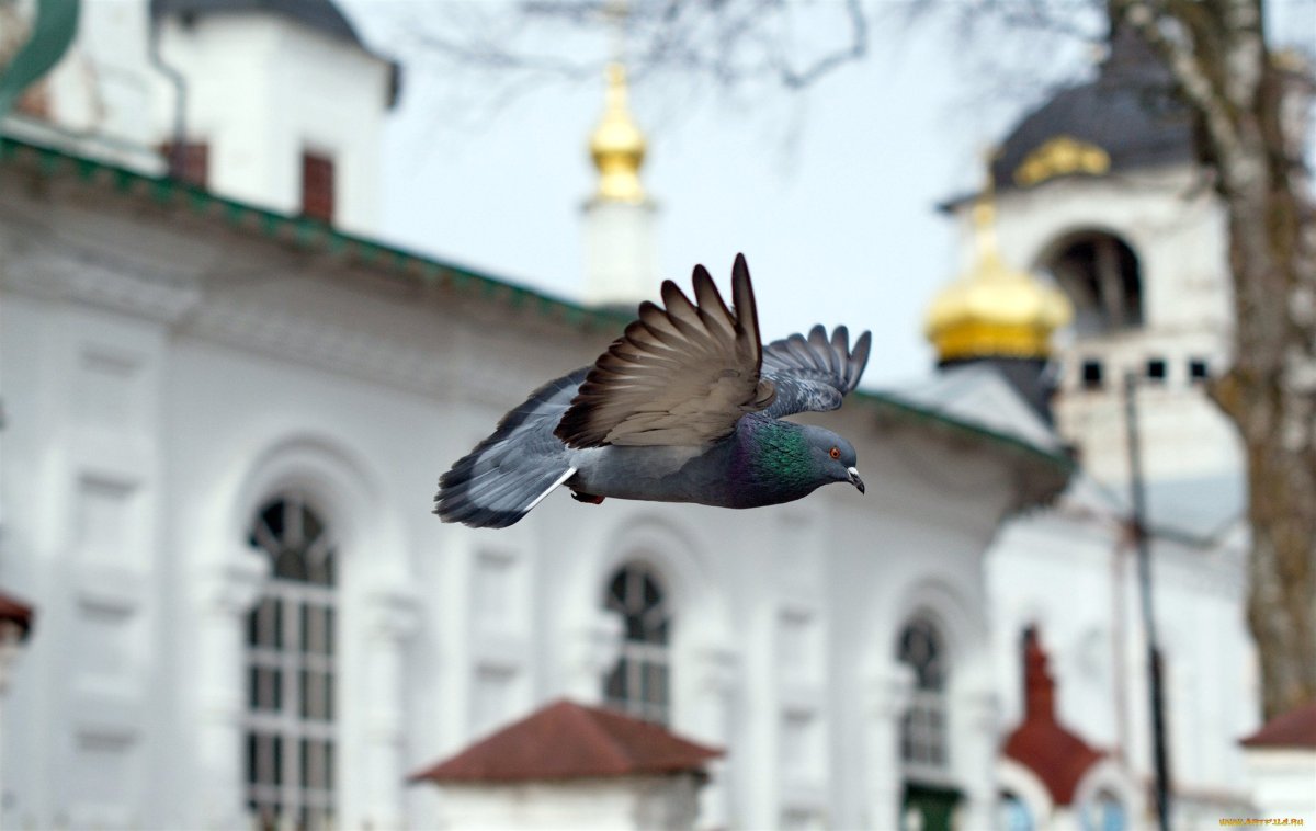 Софийский собор Великий Новгород голубь