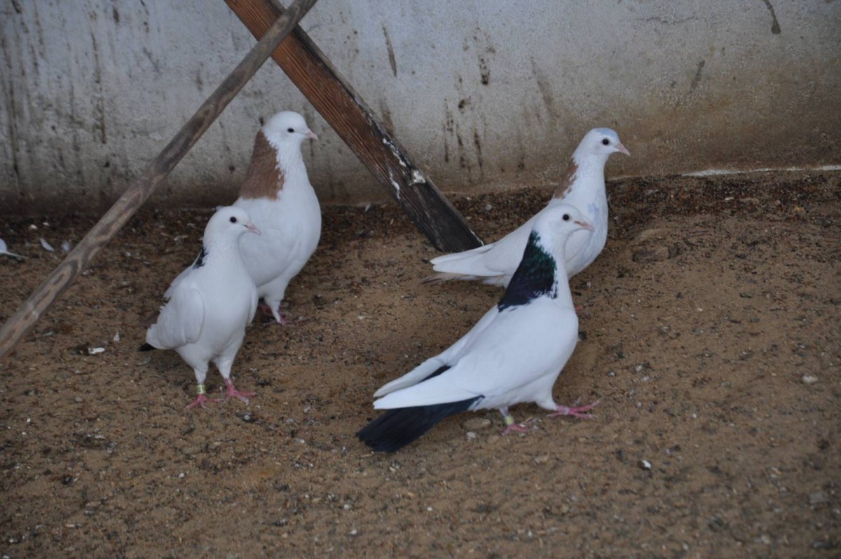 Московский монах голубь