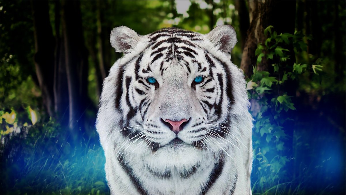 Тринильский тигр
