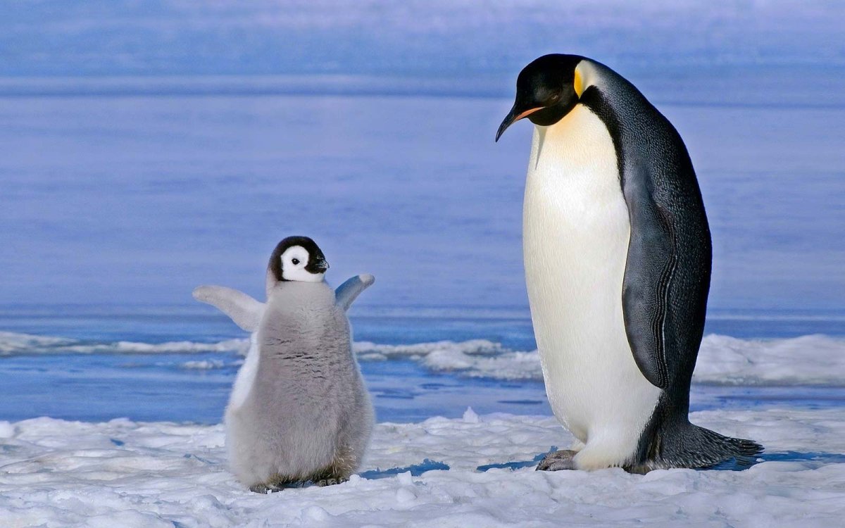 Морские котики и пингвины