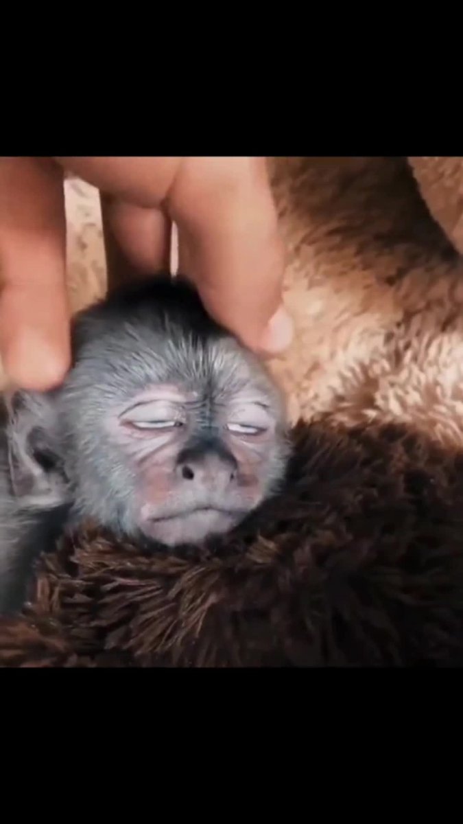 Маленькие обезьянки