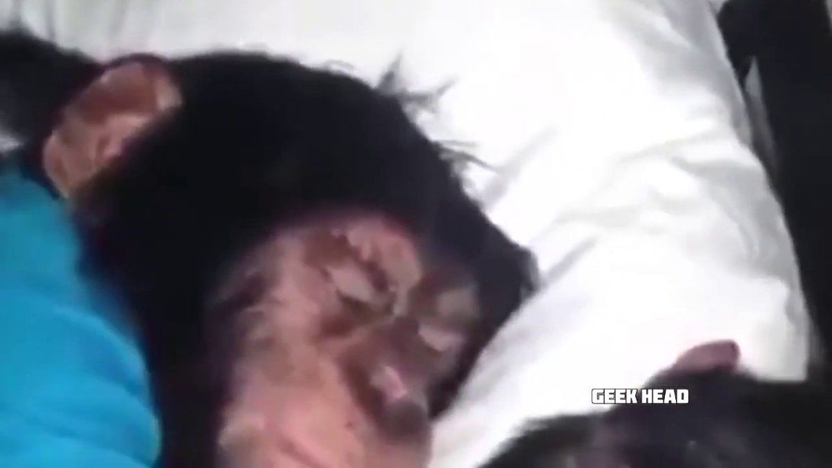 Обезьяна спит