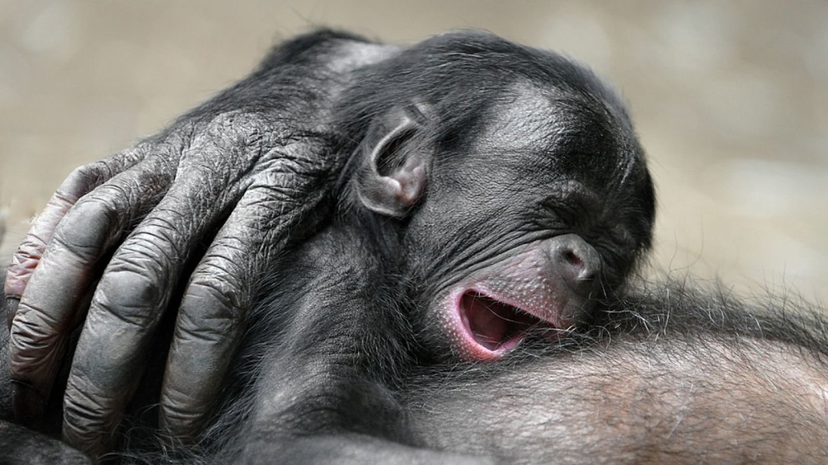 Обезьяна спит