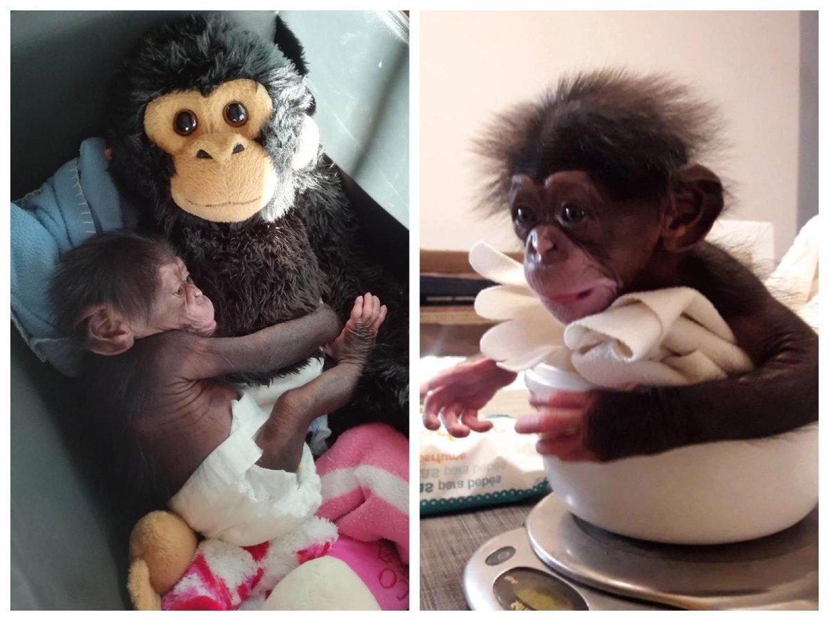 Обезьянка с детской игрушкой