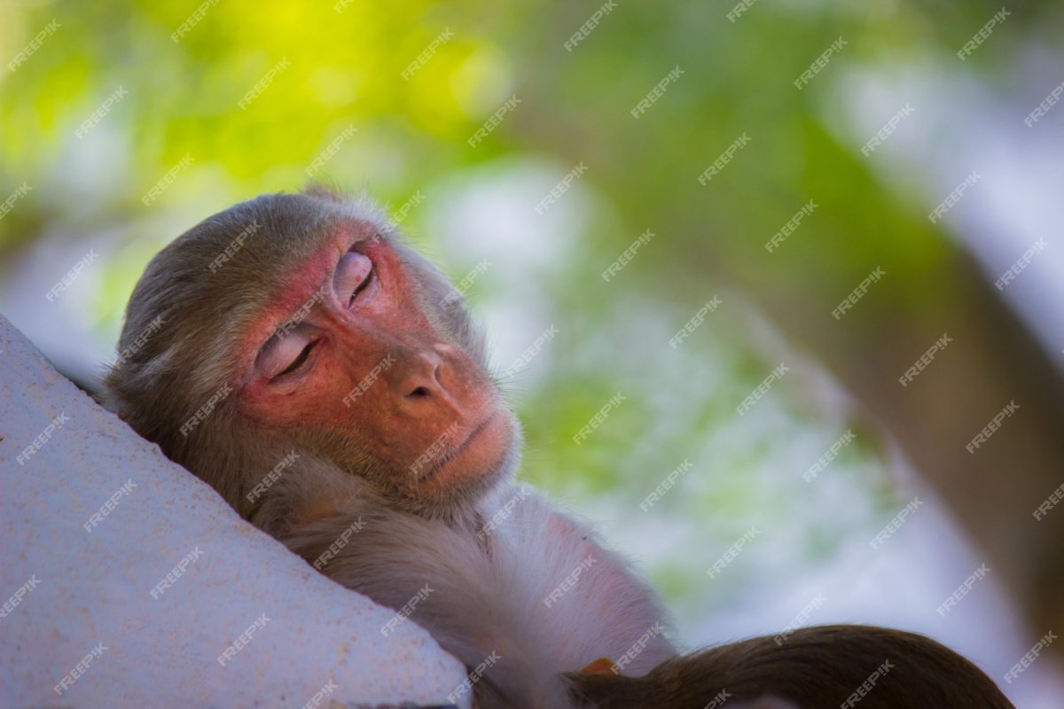 Спящая обезьяна