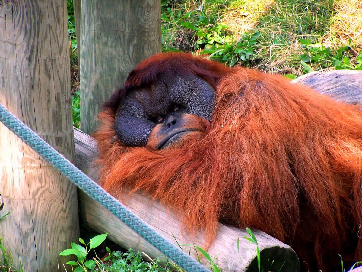 Обезьяна орангутанг