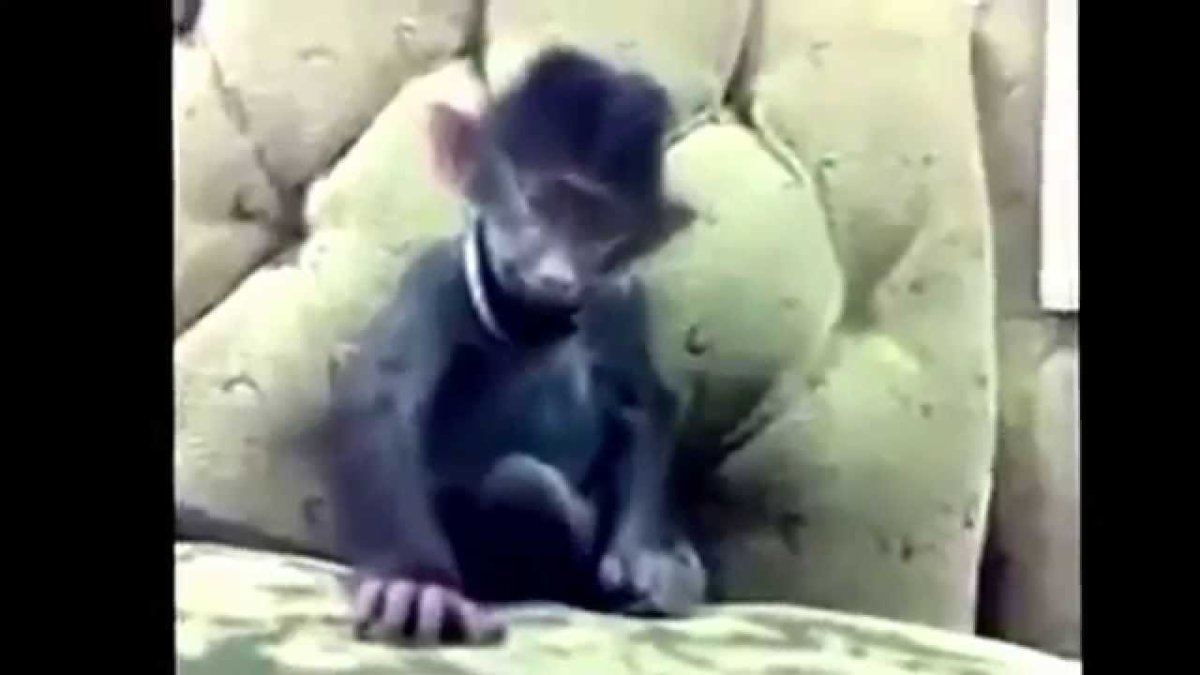 Обезьяна смеётся над фокусом