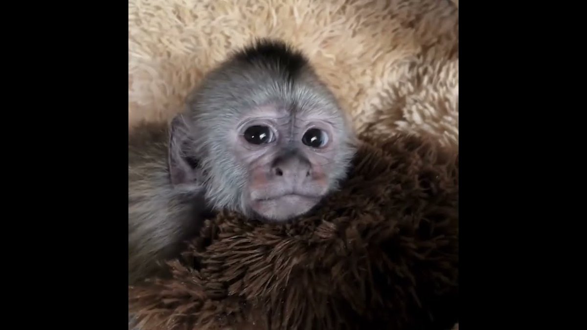 Обезьяна Егор