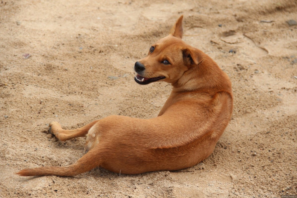 Порода собаки Фукуок