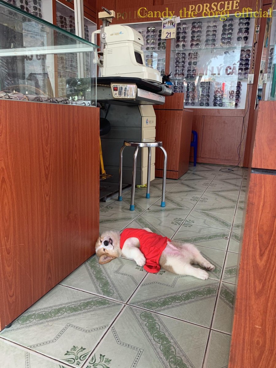 Щенок корги объелся фруктов