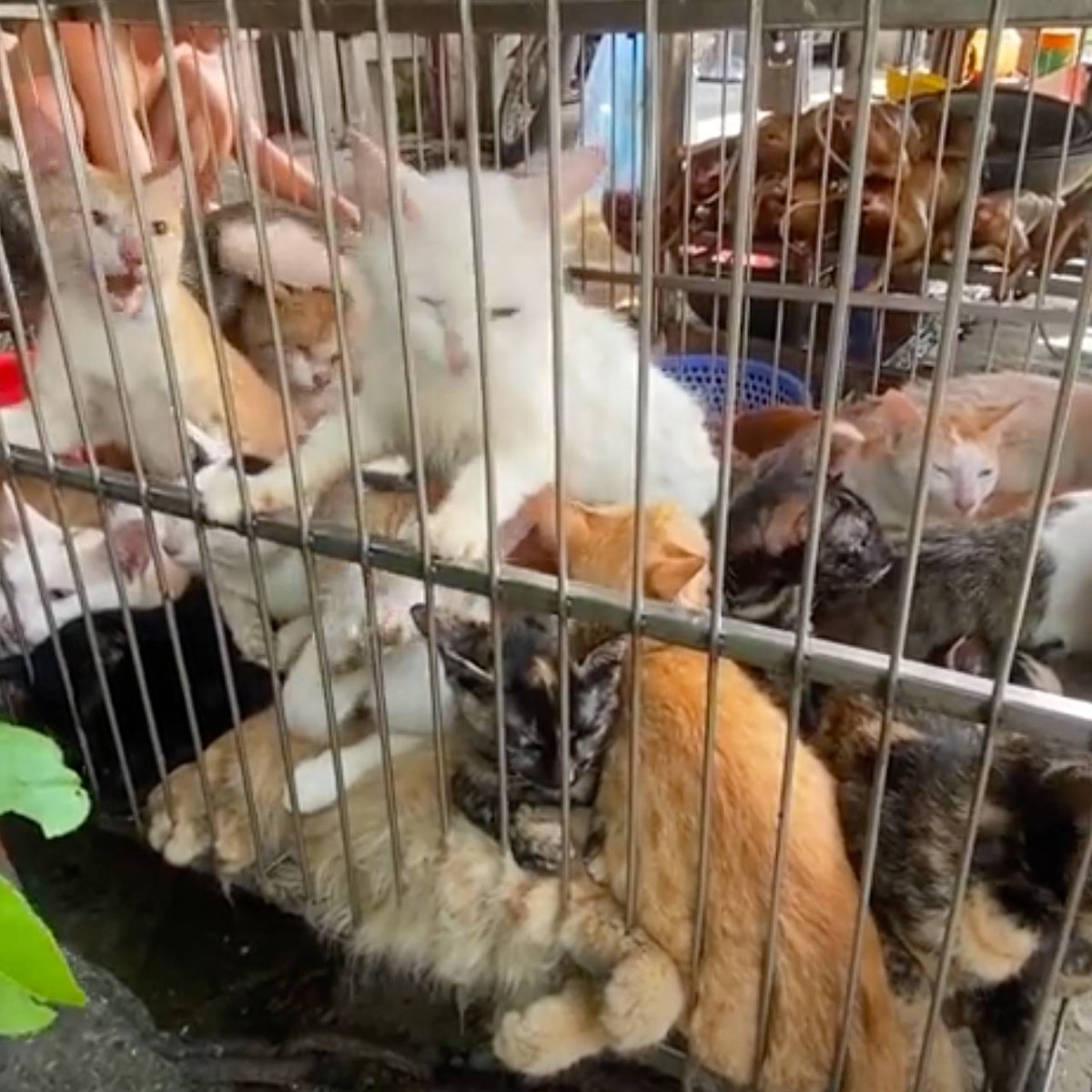 Вьетнамский рынок живности