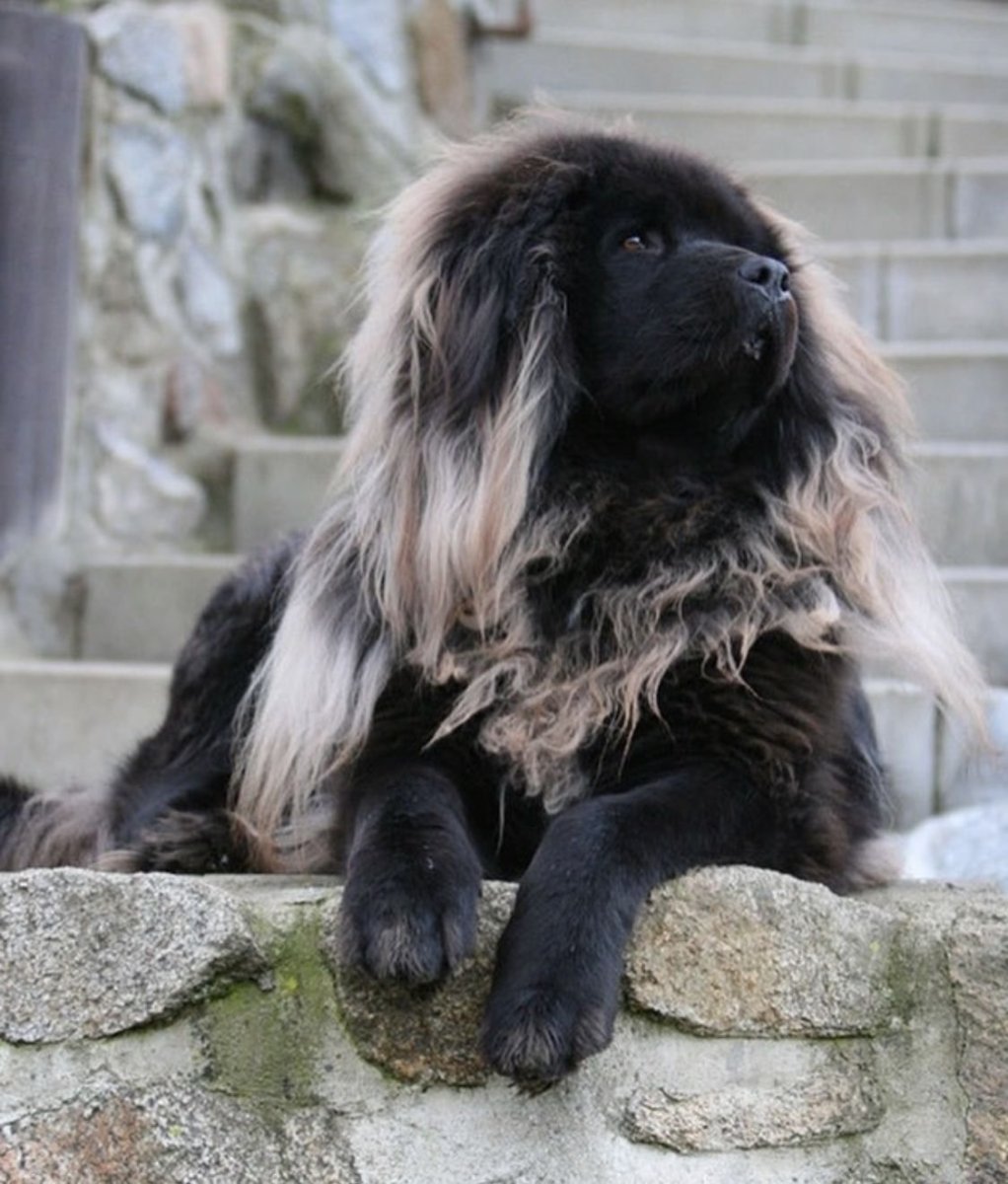 Голубой тибетский мастиф