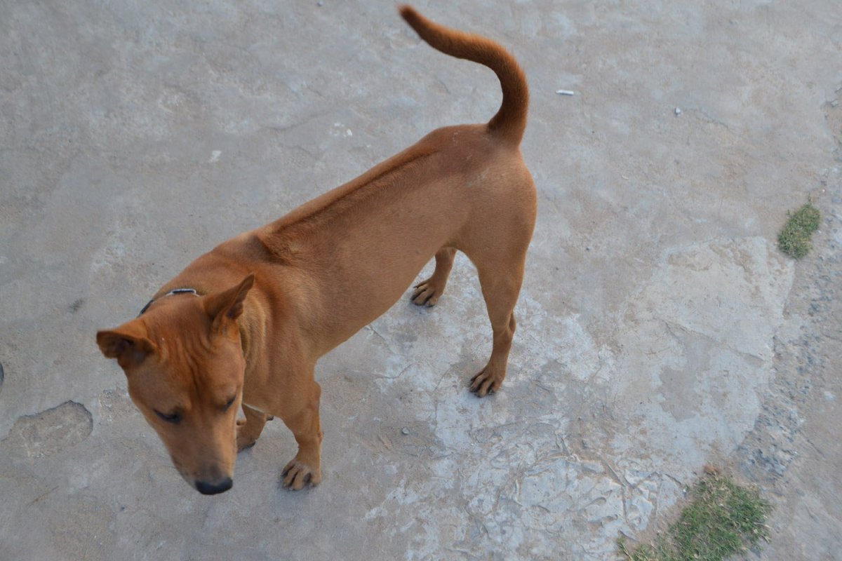 Вьетнамский риджбек