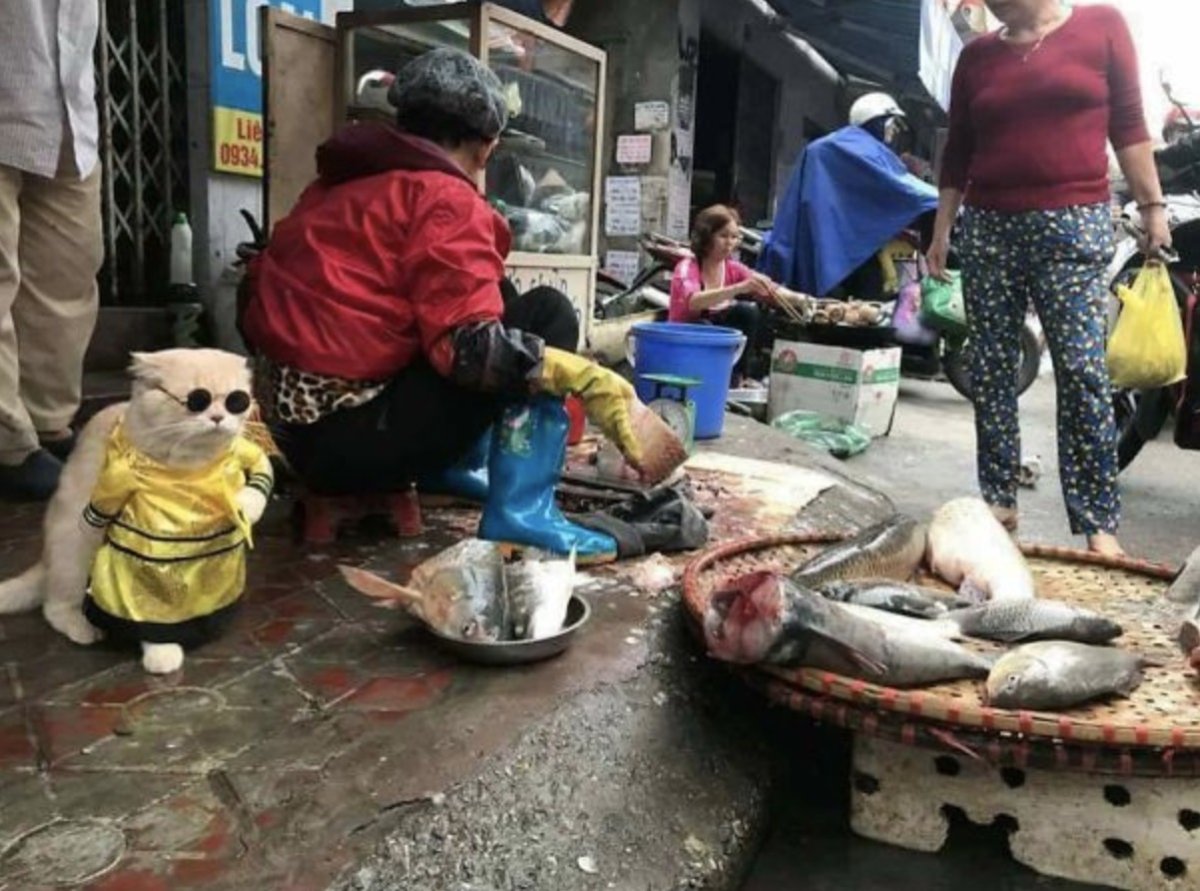 Кот продавец во Вьетнаме